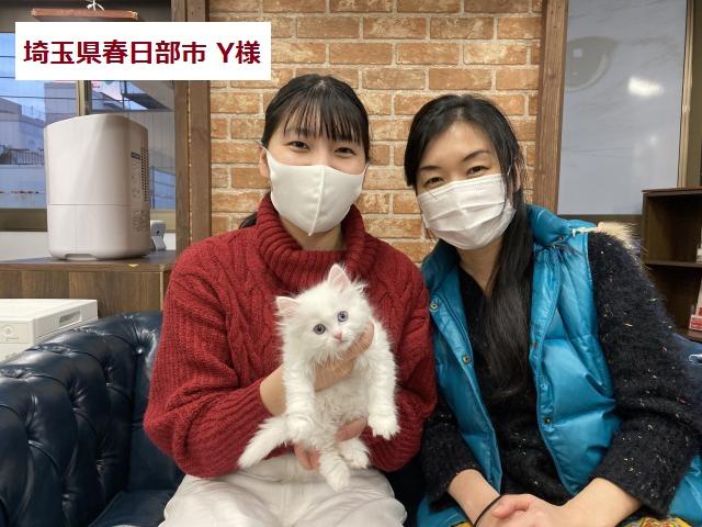 スコティッシュフォールド 💕左右の目の色が違うオッドアイ💕