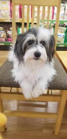 チャイニーズクレステッドドッグ