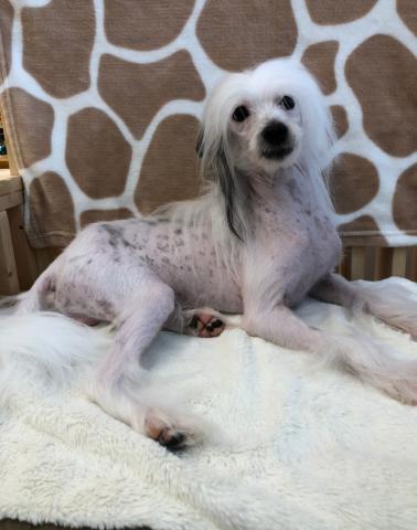 チャイニーズクレステッドドッグ