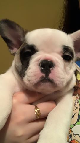 フレンチブルドッグ