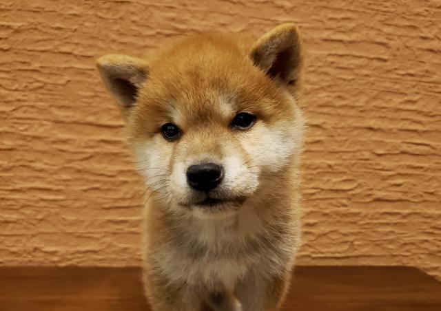 ペットショップ K Bland 橿原香久山店 公式 奈良県 子犬や子猫たちのペット販売情報が満載 ペットステーション ペットショップ K Bland 橿原香久山店 公式 奈良県 子犬や子猫たちのペット販売情報が満載 ペットステーション