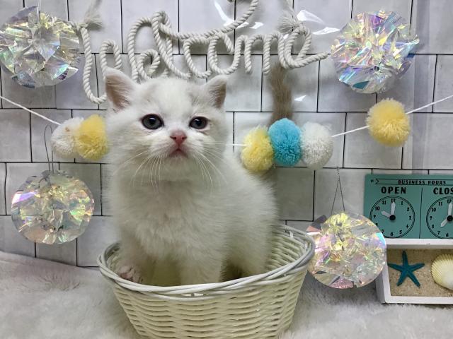 スコティッシュフォールド