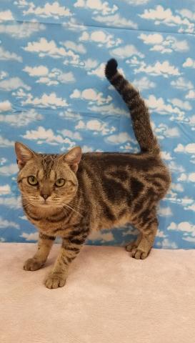 アメリカンショートヘアー