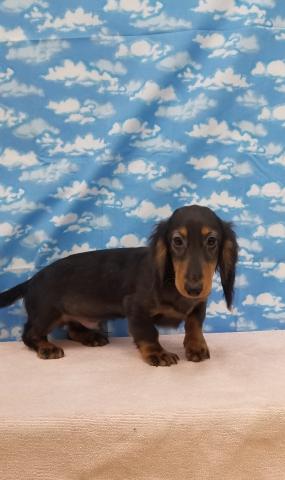 ミニチュアダックスフンド