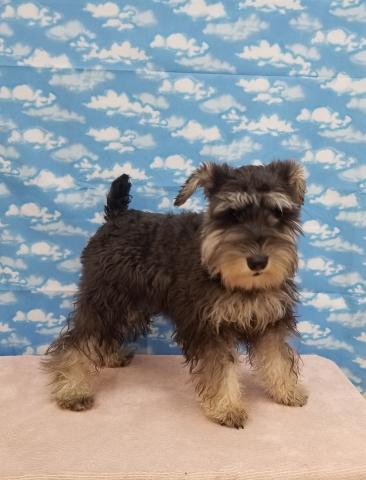 ミニチュアシュナウザー