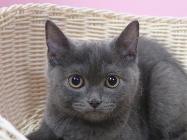 スコティッシュフォールド