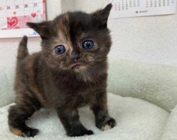 スコティッシュフォールド