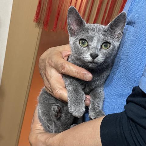 ロシアンブルー