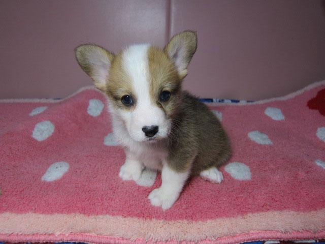 ウェルシュコーギーペンブローク