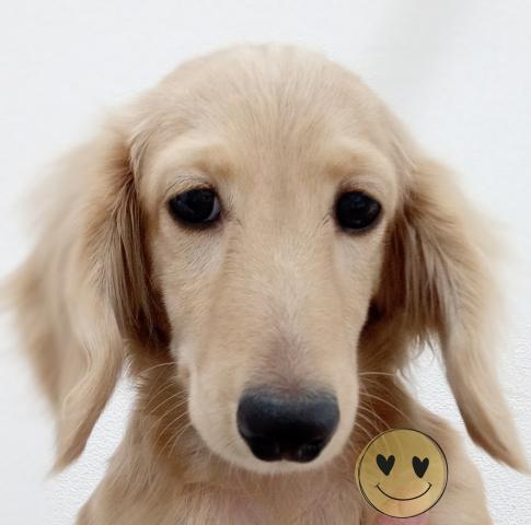 ミニチュアダックスフンド