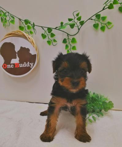 One Buddy新船橋店 千葉県 子犬や子猫たちのペット販売情報が満載 ペットステーション One Buddy新船橋店 千葉県 子犬や子猫たちのペット販売情報が満載 ペットステーション