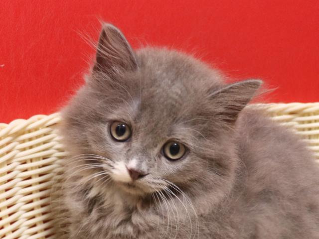 スコティッシュフォールド