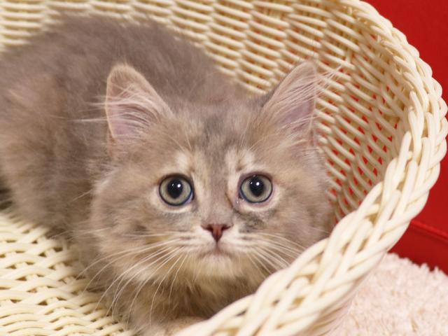 スコティッシュフォールド