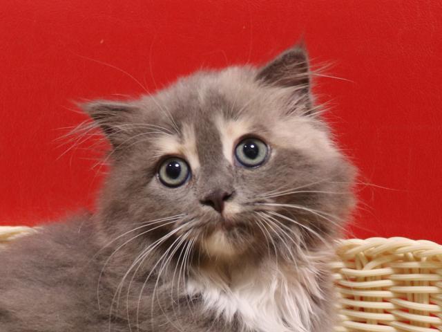 スコティッシュフォールド