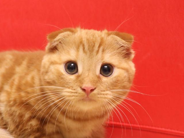 スコティッシュフォールド