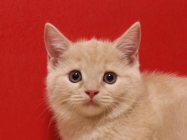 スコティッシュフォールド