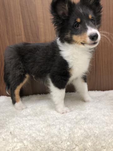 シェットランドシープドッグ