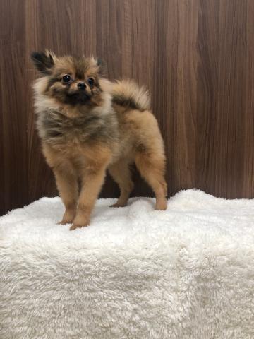 ポメラニアン