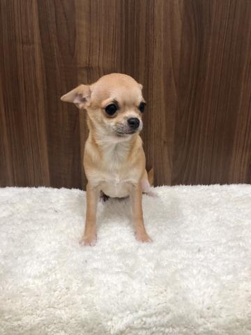 チワワ（スムースコート）