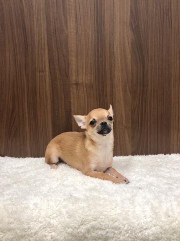 チワワ（スムースコート）