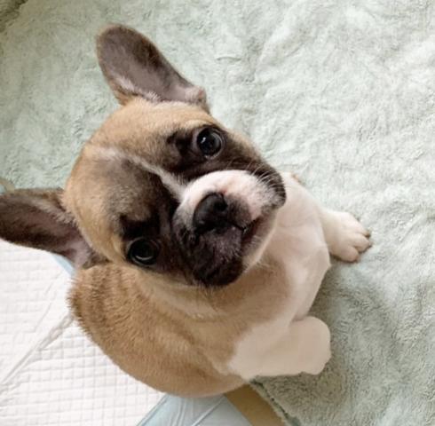 フレンチブルドッグ