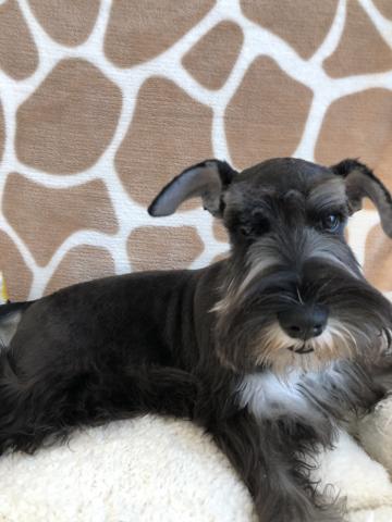 ミニチュアシュナウザー