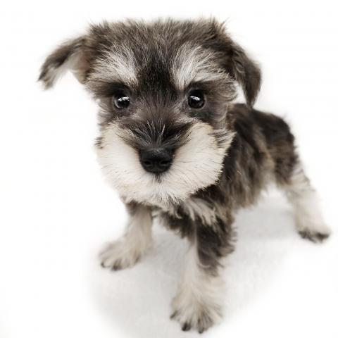 ミニチュアシュナウザー