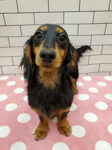 カニンヘンダックスフンド