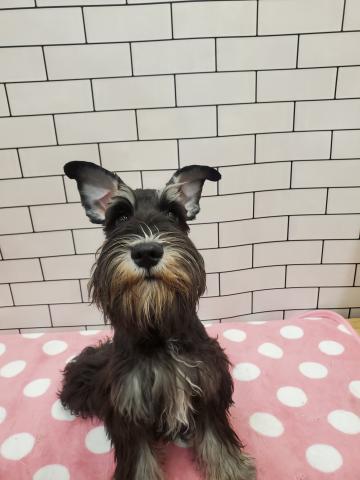 ミニチュアシュナウザー