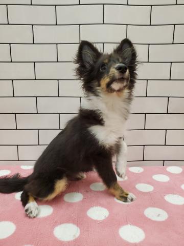 シェットランドシープドッグ