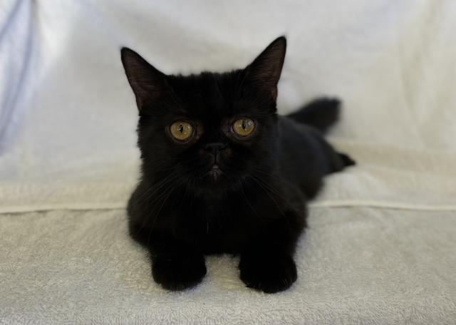 エキゾチックショートヘアー