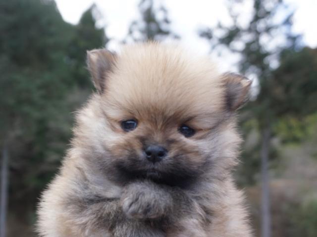 ポメラニアン