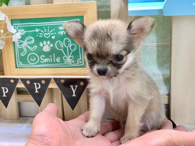 ペットショップpcp八王子みなみ野 東京都 子犬や子猫たちのペット販売情報が満載 ペットステーション ペットショップpcp八王子みなみ野 東京都 子犬や子猫たちのペット販売情報が満載 ペットステーション