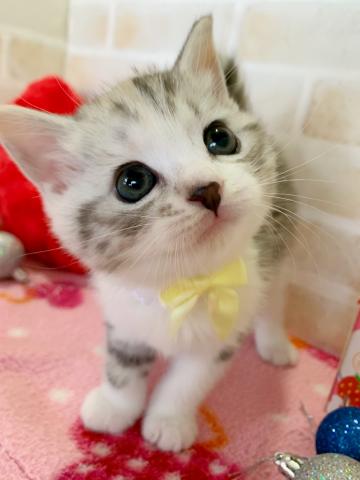 マンチカン甘々フェイスの長足ちゃん♡