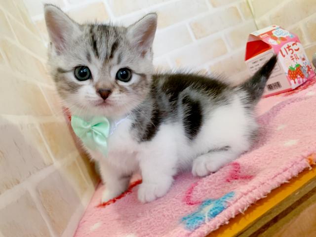 マンチカンあまーい誘惑の中足くん♡