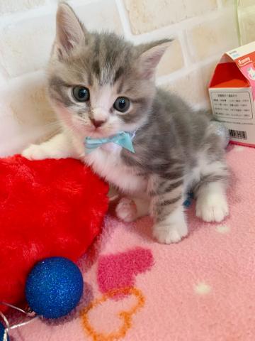 マンチカン甘えたボーイの長足くん♡