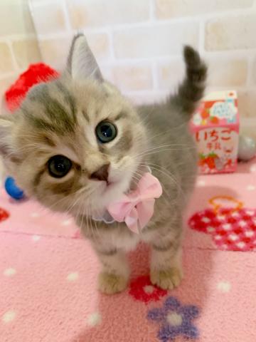 マンチカン美男子ボーイの長足くん♡