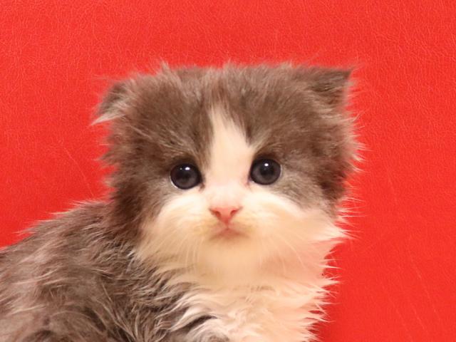 スコティッシュフォールド