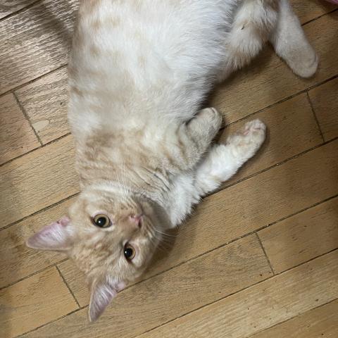 ミヌエット（旧ナポレオン）