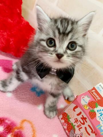 アメリカンショートヘアー濃いカラーの一人っ子ボーイ♡