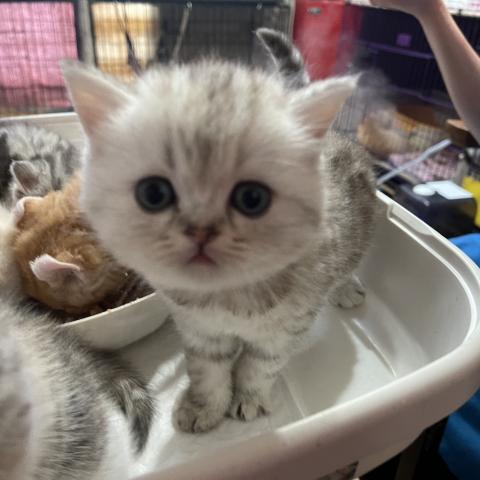 ミヌエット（旧ナポレオン）