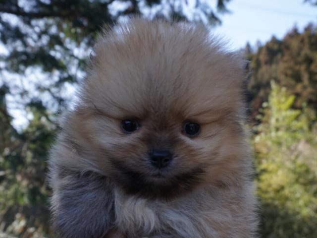 ポメラニアン