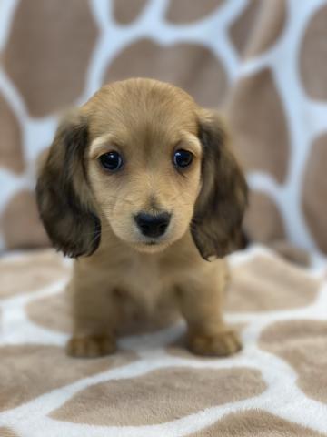 ミニチュアダックスフンド