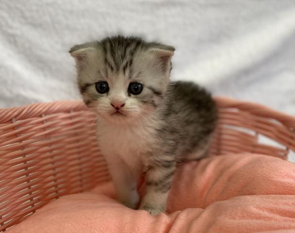 スコティッシュフォールド