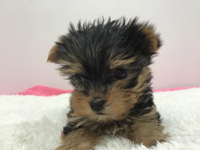 スタイルパウズ川口店 埼玉県 子犬や子猫たちのペット販売情報が満載 ペットステーション スタイルパウズ川口店 埼玉県 子犬や子猫たちのペット販売情報が満載 ペットステーション