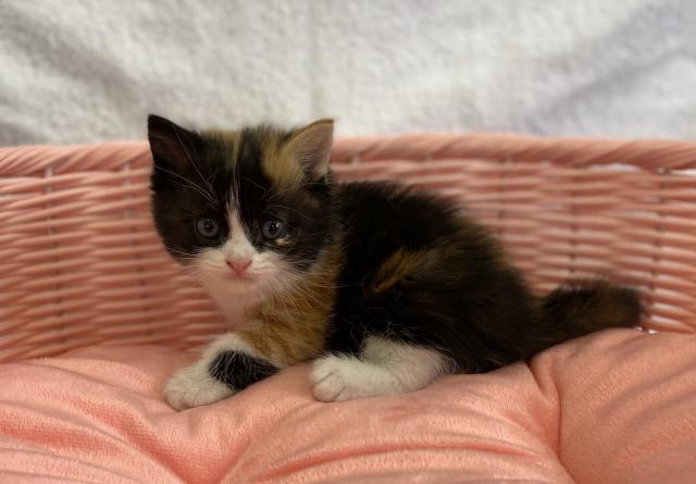 スコティッシュフォールド