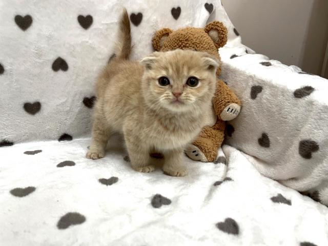 スコティッシュフォールド
