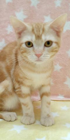 アメリカンショートヘアー