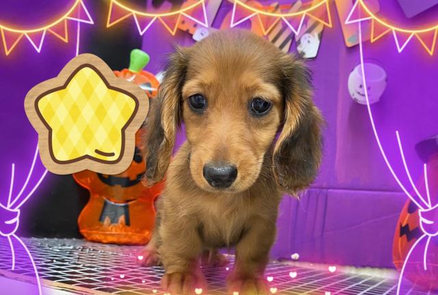 ミニチュアダックスフンド