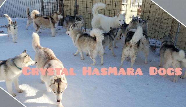 Crystal HasMara Dogs 